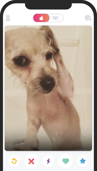 Dog on and iphone